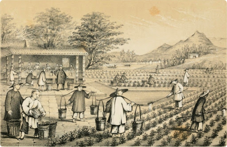 The history of the tea